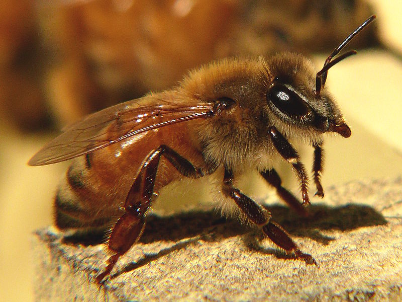 Honeybees Die After Stinging Why Earth Earthsky
