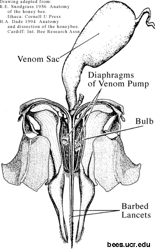 Black and white drawing of cutaway of bee sting parts from venom sac to stinger.