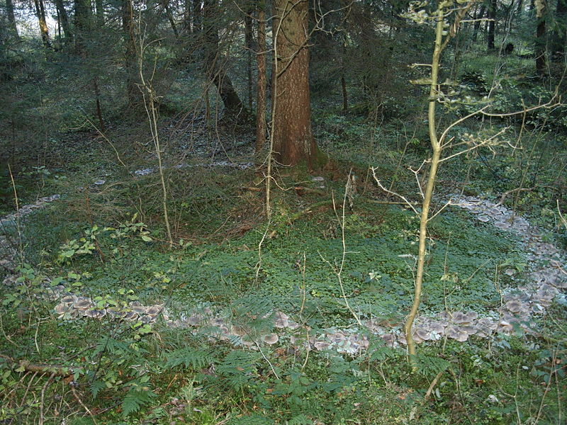 A wooded area with a circle or mushrooms around a tree.