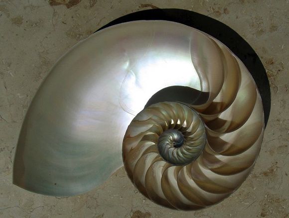 Cutaway of a nautilus shell showing the chambers arranged in an approximately logarithmic spiral. Image via Wikipedia's Mathematics Portal.