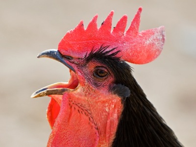 Why do roosters make that noise?, Earth