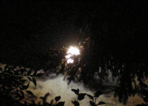 Waxing Gibbous Moon through cottonwood trees