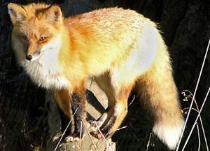 Magnethalter FOXMH für Gasnagler FOX