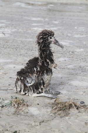 March 2011 tsunami toll on wildlife at the Midway atoll |