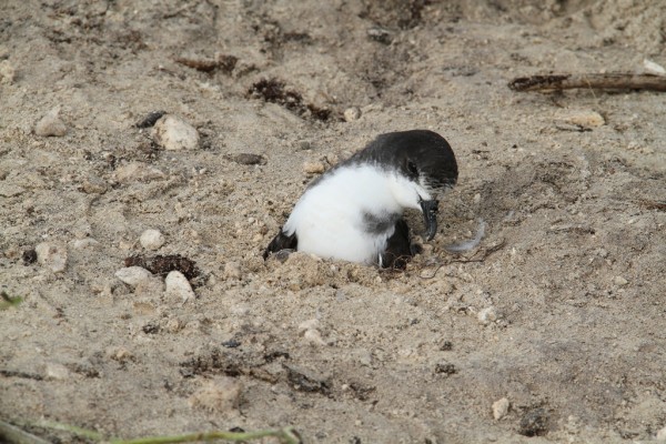 March 2011 tsunami toll on wildlife at the Midway atoll |