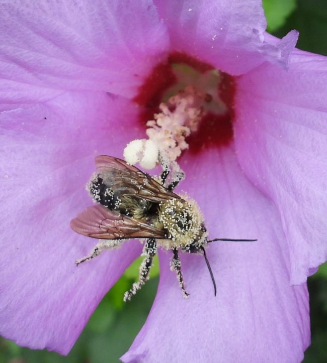 Bees die: Lilac-colored flower with bee, covered with yellow dots, on long single stamen.