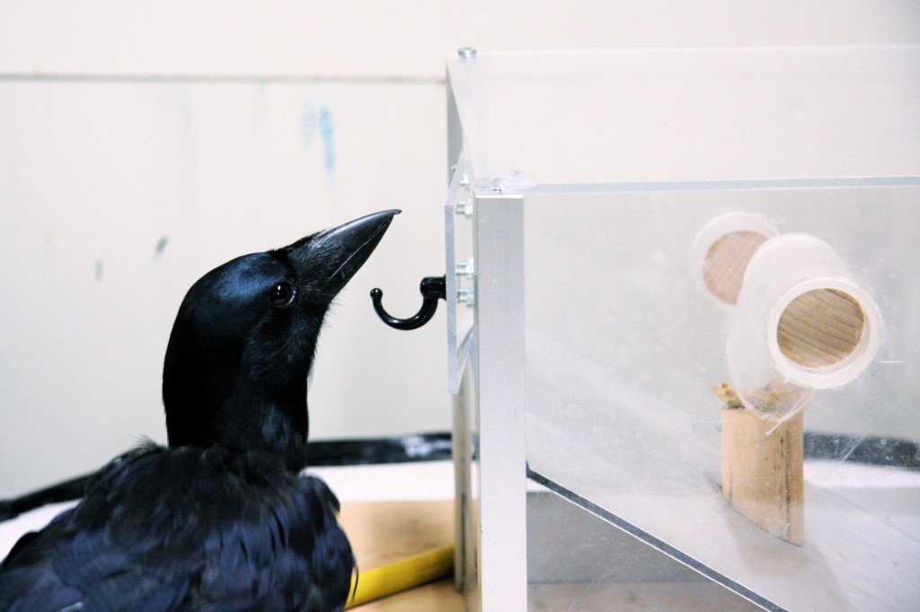 New_Caledonia_crow