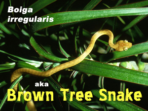 Lifeform Of The Week Brown Tree Snakes Slithering Pariahs Of The
