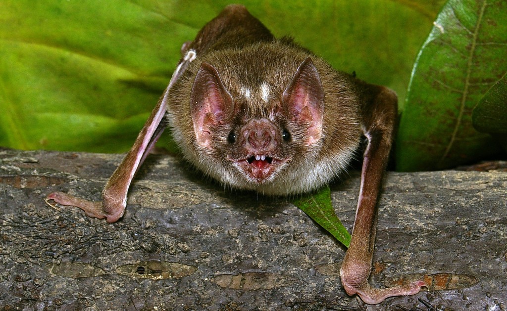 vampire_bat