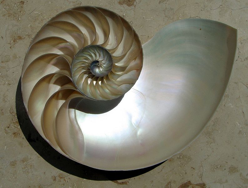 spiral_shell