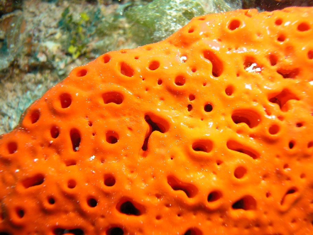 orange_sponge2