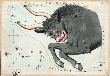 Antique etching of a star chart with stars in black on white and the front half of a bull.