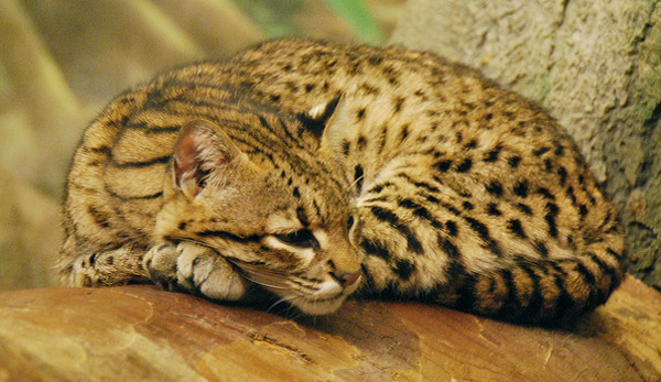 Lifeform of the week: Fishing cats, Earth