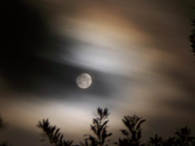 Full moon through hazy clouds over waving treetops.