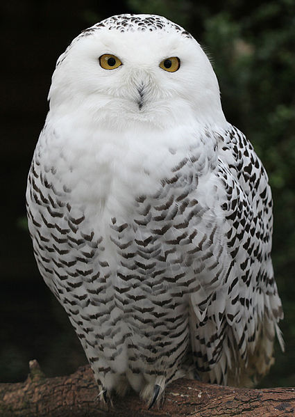 Snowy owls are in Kansas anymore, according to reports early 2012. (USFWS)