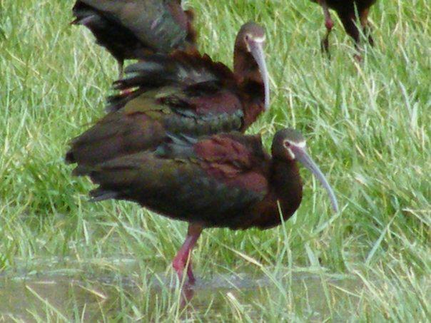 White-faced_Ibis_Pleasant_Valley_Nevada_5-2010