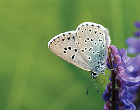 butterfly1
