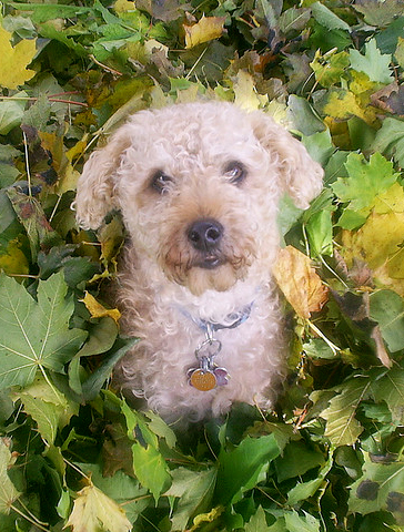 what does poison oak look like on a dog