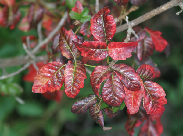 Poison oak in red, like your skin after touching it. Image: DavidDennisPhotos.com.