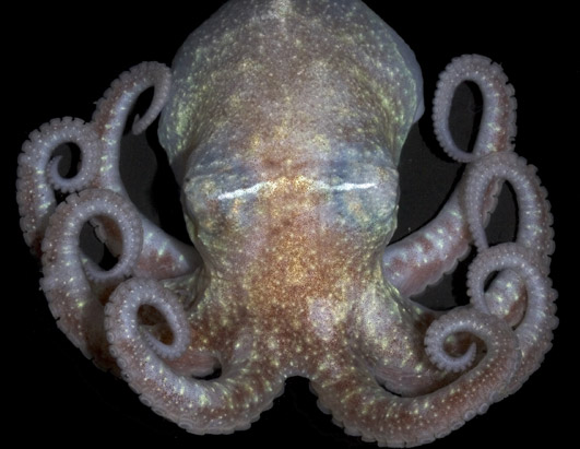 Antarctic octopus