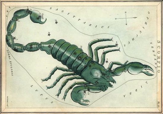 Antique print of a green scorpion with stars marked.