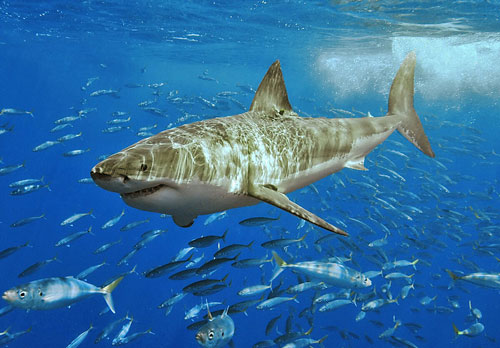 great white shark in shallow water