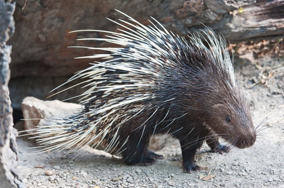 Prickly porcupine quills may hold clues for medical technology