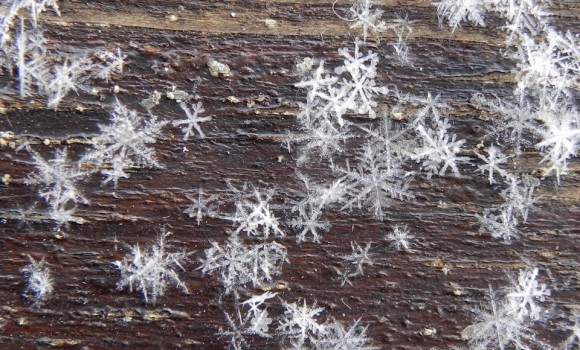 many flakes on wood grain.