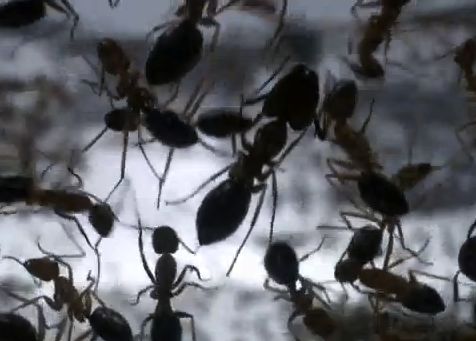 Closeup of a dozen large ants silhouetted against light background.
