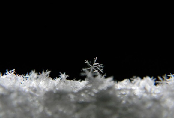 Tiny dendritic flake sticking up from snow.