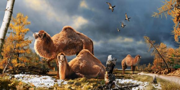 Artists rendition of a high arctic camel