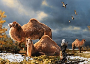 Artists rendition of a High Arctic Camel