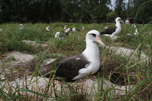 Photograph of Wisdom, the world's oldest known Laysan albatross, taken on December 1, 2011. Image Credit: U.S. Fish and Wildlife Service.