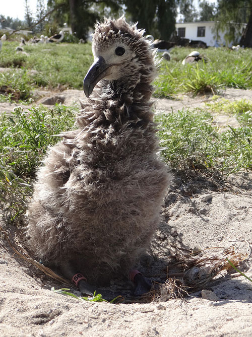 Wisdom's chick at just over four weeks of age. Image Credit: J. Klavitter, U.S. Fish and Wildlife Service.