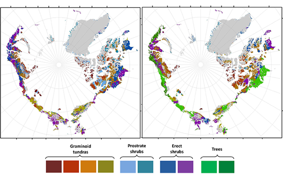 Arctic greening