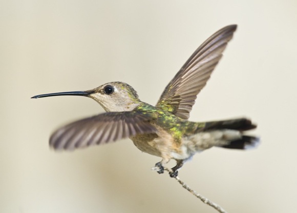 Black-chinned Hummingbird female 