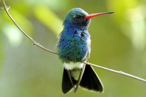 Broad-billed Hummingbird. Photo credit: Bill Stripling