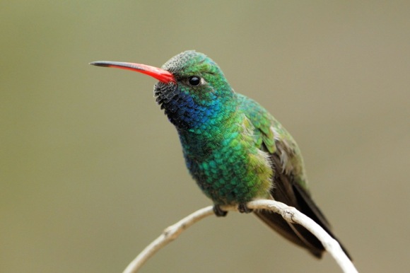 Broad-billed Hummingbird. Photo credit: Bill Stripling