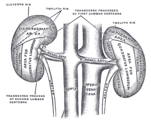 Kidneys. Image: Gray's Anatomy.
