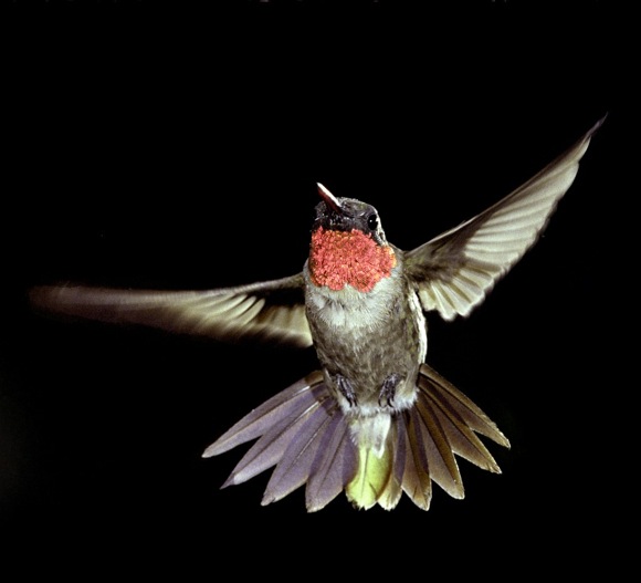 Ruby-throated Hummingbird. Photo credit: Bill Stripling