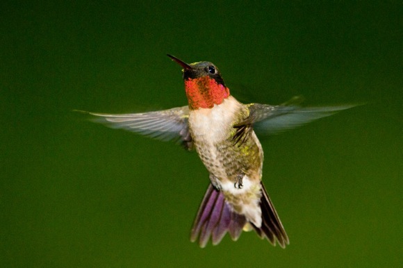 Ruby-throated Hummingbird. Photo credit: Bill Stripling