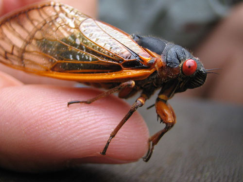 Periodical cicada