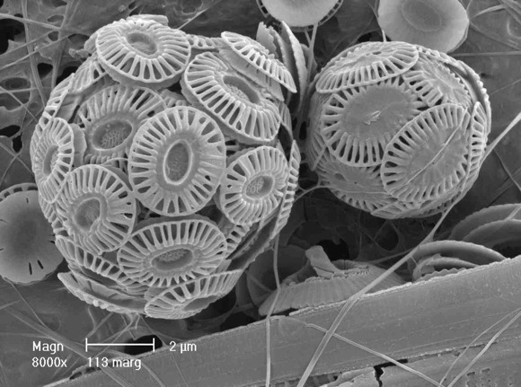 Coccoliths close-up