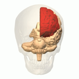 Animation illustrating frontal lobe of the human brain