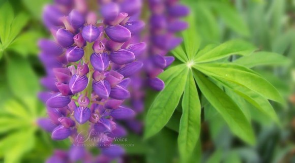 From our friend Cristina Voice. Her description, 'I want to share with you the joy of spring. Taken on May 14, 2013, countryside. Lupinus polyphyllus