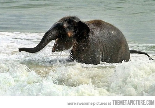 Video: Baby elephant sees ocean for the first time | Earth | EarthSky