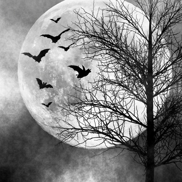 bats moon