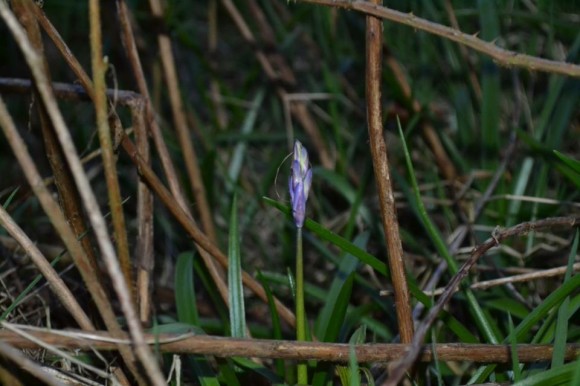 Photo credit: Graham Telford. He wrote, 'Went to local woods on wed expecting to find fields of bluebells. After walking round for almost 2 hours I found ONE and it hadn't even opened.ohh well theres always tomorrow..'