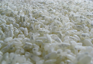 Koji on rice. Image: fo.ol.