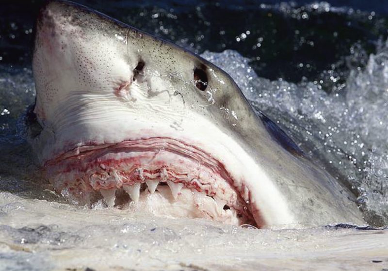 closeup of shark head, mouth wide open, red gums and triangular teeth.